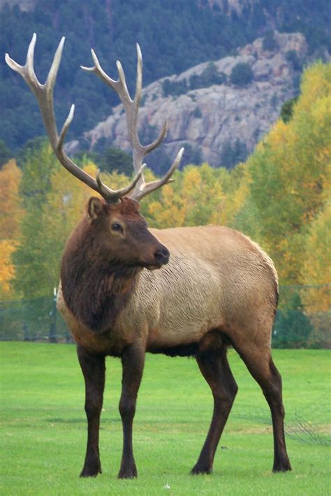 106 best Estes Park Wildlife images on Pinterest | Elk, Estes park colorado and National parks