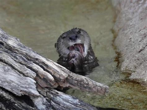 Keeping the Animals Cool - Phoenix Zoo