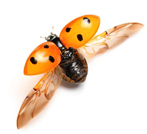 9,200+ Ladybug Wings Stock Photos, Pictures & Royalty-Free Images - iStock