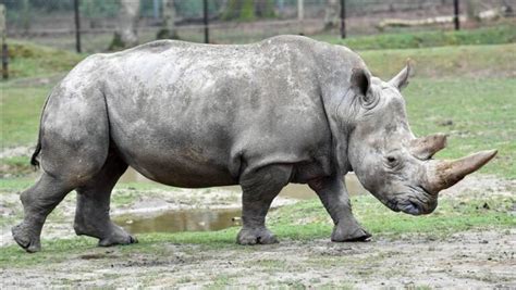 140 Cool and Good Rhino Names – Animal Names