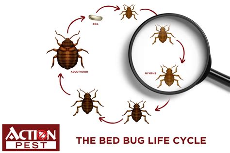 Action Pest Control ServicesThe Bed Bug Life Cycle Guide - Action Pest Control Services