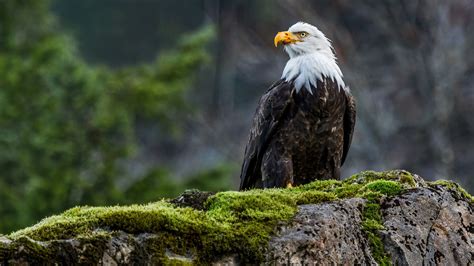 Wallpaper : birds, animals, nature, moss, wildlife, bird of prey, bald ...