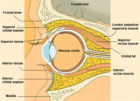 Orbit in Cross Section : Anatomy : The Eyes Have It