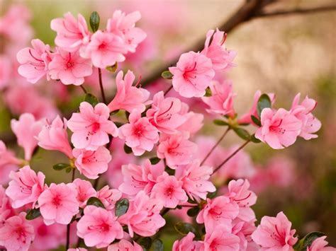 Pink Flowers HD Wallpapers on WallpaperDog