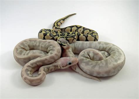 How to Breed Ball Pythons: Step-by-Step Guide - Reptile Advisor