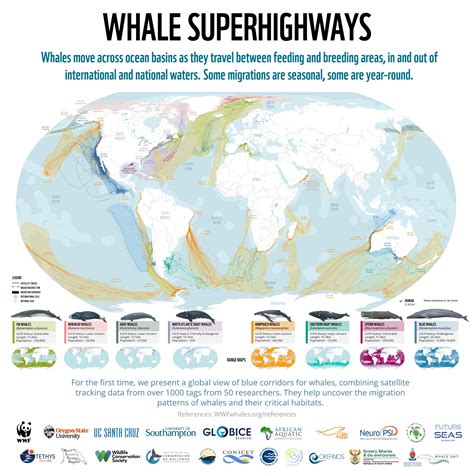 Identifying whale migration routes in the global oceans - Argos