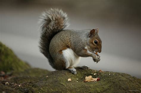 Squirrel Eating Nuts - Free photo on Pixabay - Pixabay