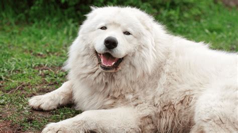 Polar Bear Dog Breeds to Fall in Love With! | Pets Nurturing