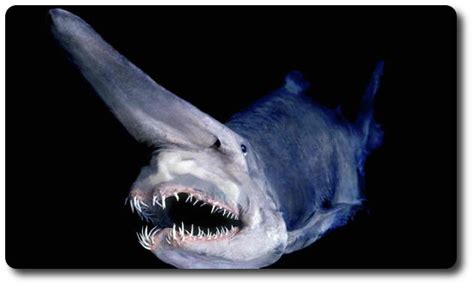 The Goblin Shark - x10 Amazing Facts, Habitat, Diet, Reproduction & Human Interaction