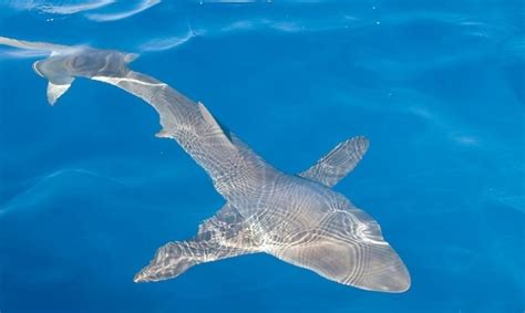 Silky Shark – "OCEAN TREASURES" Memorial Library