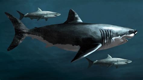 Megalodon Size