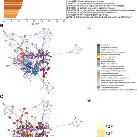 Metascape enrichment analysis. (A) Positive regulation of Fc receptor... | Download Scientific ...