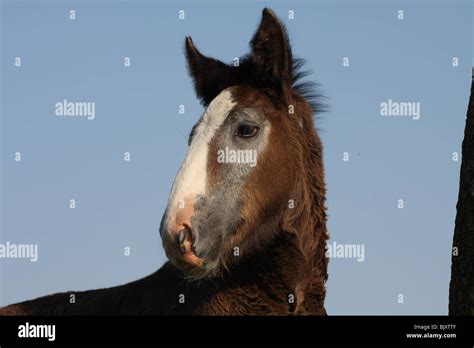 Shire Horse foal Stock Photo - Alamy