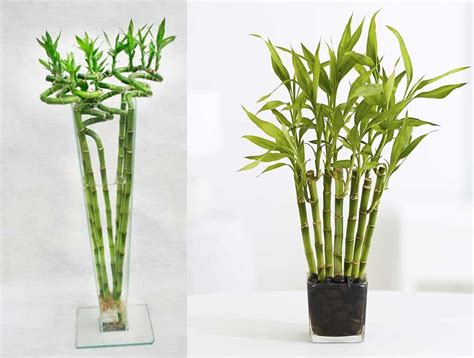 Sobre Para Sembrar 15 Plantas Cañas Bambu Mini Decoracion - $ 125,00 en Mercado Libre