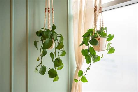 Live Your Cottagecore Dream With These Indoor Hanging Plants