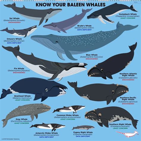 Guide to baleen whales! : coolguides | Baleen whales, Animal facts, Marine animals