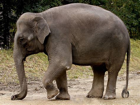 Interesting Facts about the Indian Elephant - India's Endangered