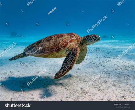 157 Turtle Side Angle Images, Stock Photos & Vectors | Shutterstock