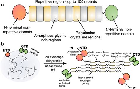 Schematic representation of a native spider silk protein (a) The domain... | Download Scientific ...