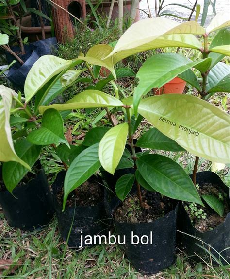 Jualan Benih Tanaman Semua Menjadi: Pokok-pokok herba dan ulam untuk diJual