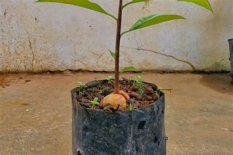 Growing Potted Avocado Trees » Top Tips For Success