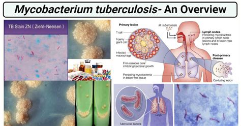 Mycobacterium Tuberculosis Shape