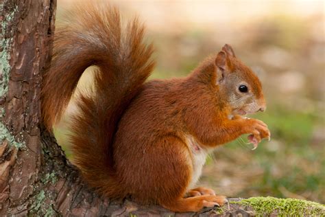 Two Different Squirrels - Red Squirrel Partnership | Partneriaeth ...