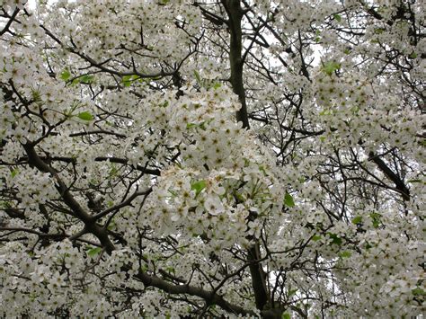 Flowering Spring Tree | Trees| Free Nature Pictures by ForestWander Nature Photography