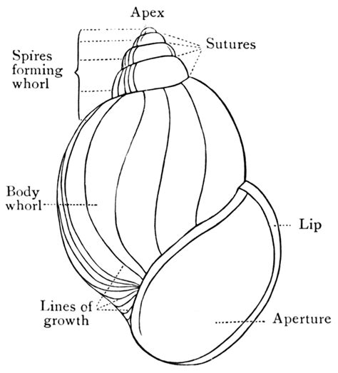 Snail Shell | ClipArt ETC