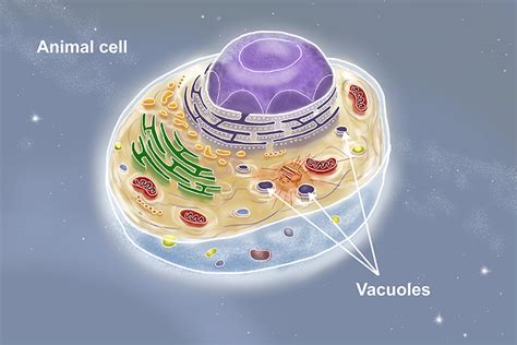 Vacuole In Plant Cell