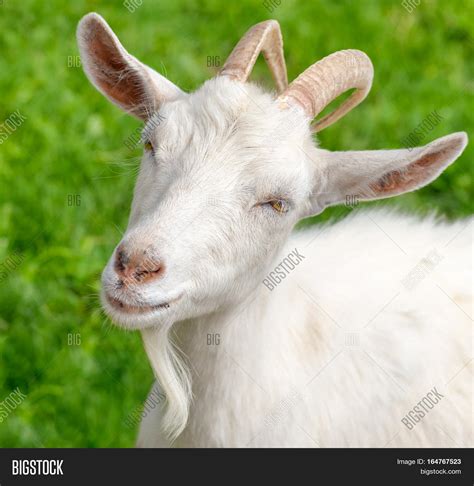 Portrait Funny Goat Image & Photo (Free Trial) | Bigstock