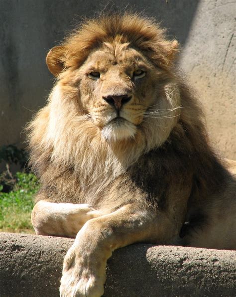 Free Male Lion Stock Photo - FreeImages.com