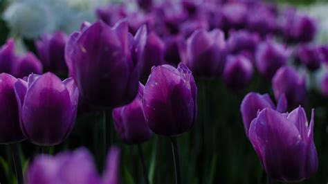 Dark Purple Tulips Wallpaper