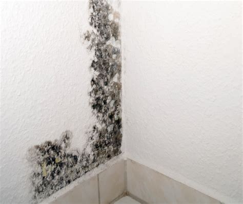 5 Ways to Prevent Mildew in the Home - Cube Self Storage Malaysia