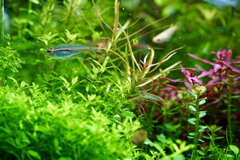 Plants That Clean Fish Tanks: Your Comprehensive Guide