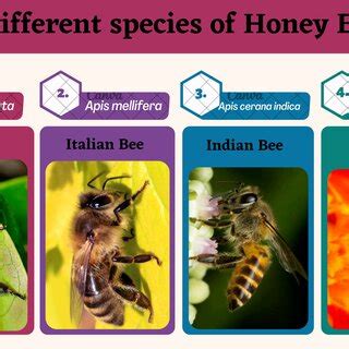 Hive structures of Apis dorsata, Apis mellifera and Apis cerana indica | Download Scientific Diagram