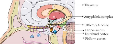 Diffusion of severe acute respiratory syndrome coronavirus 2 in the brain | Download Scientific ...