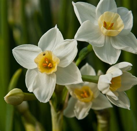 Narcissus tazetta (Paper White Narcissus, Polyanthos Narcissus, Tezetta ...