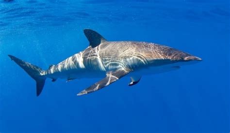 Silky Shark – "OCEAN TREASURES" Memorial Library