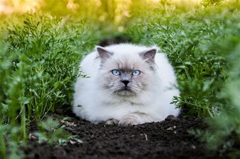 Top 12 Himalayan Cat Breeders: What To Look For