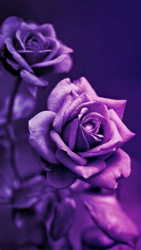 Purple Roses Wallpaper Hd