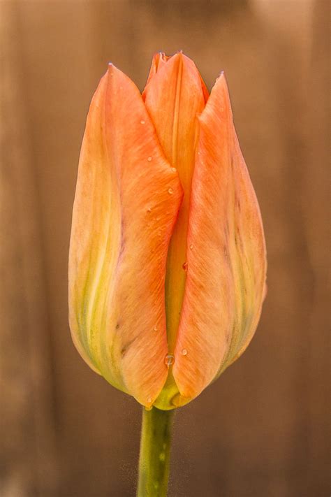 Flower of the Day (February 8, 2015) – Tulip Bud – Cee's Photo Challenges