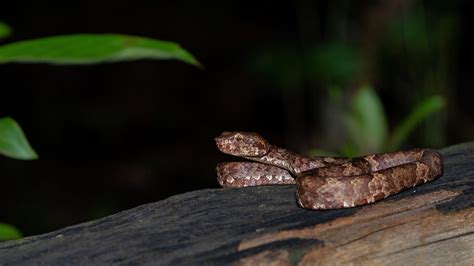 Malabar Pit Viper: Ambush in the Well of Life and Death | Roundglass | Sustain