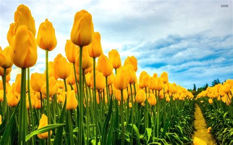 🔥 [40+] Field of Tulips Wallpapers | WallpaperSafari