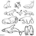 Arctic Tundra Animals Coloring Pages Reindeer - Free Printable Coloring ...