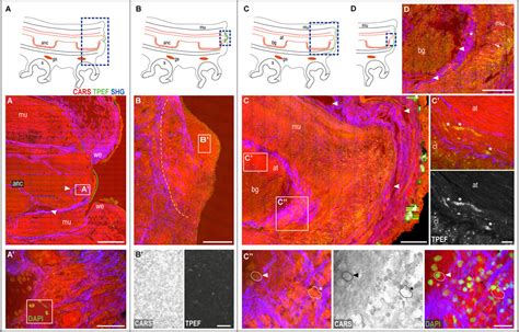 Frontiers | Imaging Arm Regeneration: Label-Free Multiphoton Microscopy to Dissect the Process ...