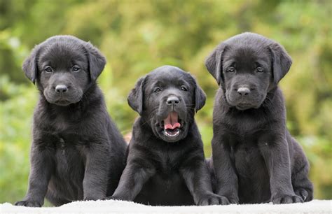 Labrador Puppy Wallpapers - Wallpaper Cave