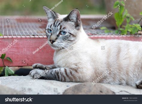 Lynx Point Siamese Cat Blue Eyes Stock Photo 1785164999 | Shutterstock