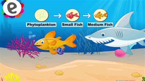 Underwater Food Chain Examples