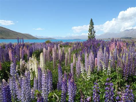 What You Need to Know About Lupine Flowers in Iceland